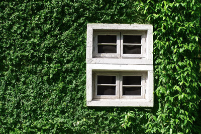 White window on green wall with climbing plant natural architecture
