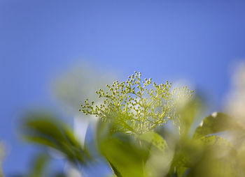 Close-up of yellow flowers against clear sky