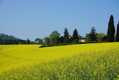 Scenic view of oilseed rape field against clear sky