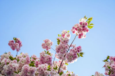 Low angle view of pink flowering plant against clear blue sky