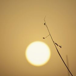 Close-up of orange sun