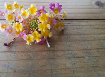 High angle view of flowering plant on table