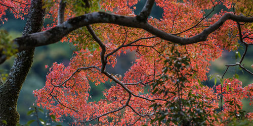 Autumn fall leaves color tree canopy