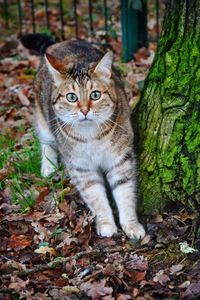 Portrait of tabby cat on field