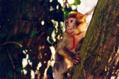 A small adult monkey with his hand on large trunk with some vintage light from back
