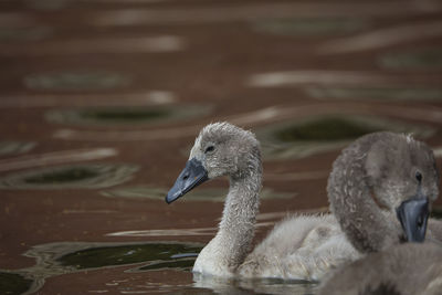 Juvenile swan swimming 