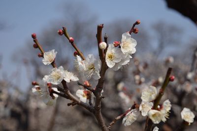 Close-up of cherry blossoms