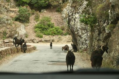 Horses walking on road amidst trees