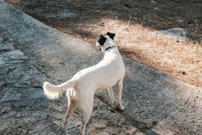 High angle view of dog standing outdoors