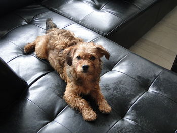 High angle portrait of dog relaxing on couch