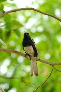 Close-up of bird perching on branch