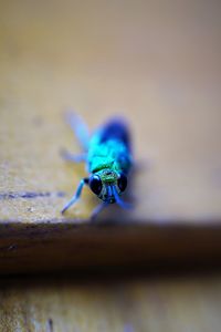 Close-up of insect on wood