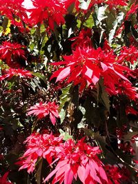 Close-up of red flowers on tree