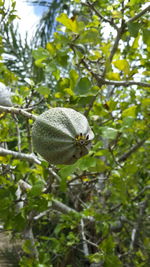 Low angle view of butterfly on tree