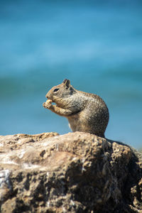 Squirrel eating nut