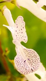 Close-up of butterfly on purple flower