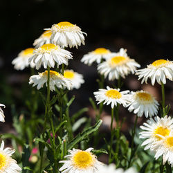 Close-up of white daisy flowers