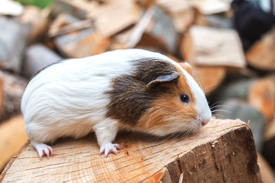 A beautiful, small white-red guinea pig sits on a sunny day on a stump. daylight. close-up