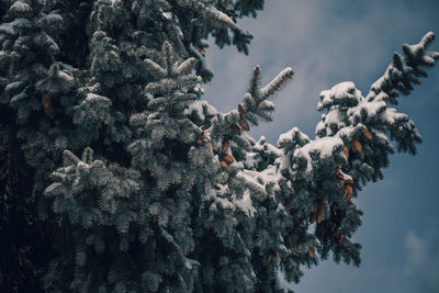 Holiday evergreen christmas tree pine branches covered with snow