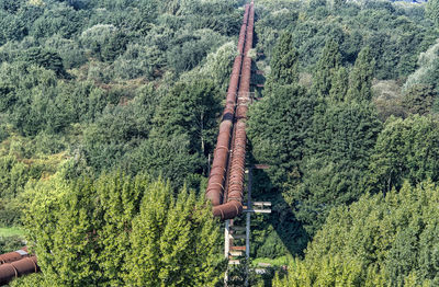 Pine trees in forest