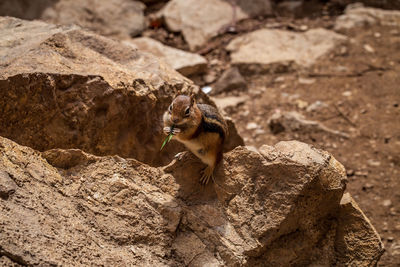 View of an animal sitting on rock