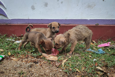 High angle view of two dogs