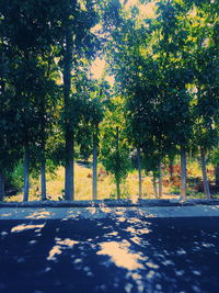 View of trees by road