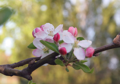 Close-up of pink cherry blossoms on branch