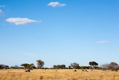 View of sheep on field against sky