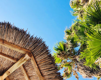 Low angle view of coconut palm trees against clear blue sky