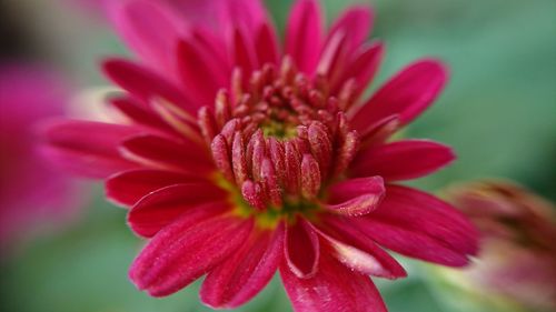 Close-up of flower blooming outdoors