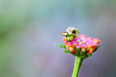 Close-up of insect on lantana camara