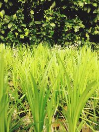 Plants growing on field