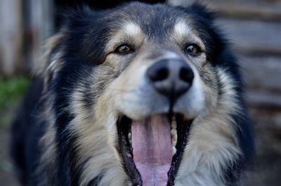 Close-up portrait of dog