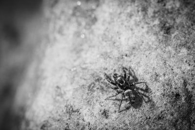 High angle view of spider on field