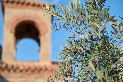 Young olive tree against the background of an old building, growing young olive trees