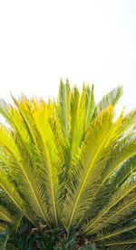 Close-up of palm tree leaves against sky