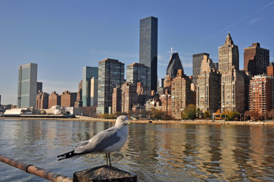 Seagull flying over sea against buildings in city