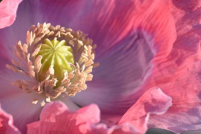 Close-up of pink rose flower