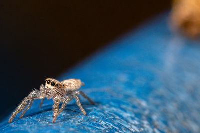 Close-up of spider on wood