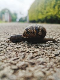 Close-up of snail