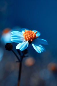 Close-up of blue flowering plant