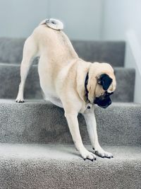 Dog looking away from camera while stretching on staircase