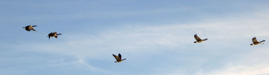 Low angle view of birds flying in sky