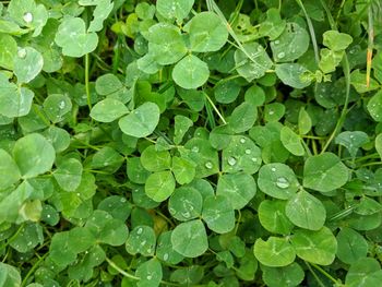 Full frame shot of wet leaves