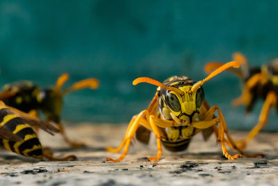 Warrior in black and yellow