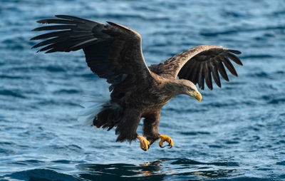 Bird flying over sea