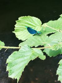 High angle view of green leaf