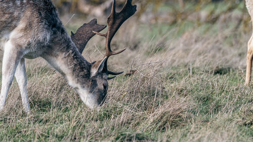 A grey deer