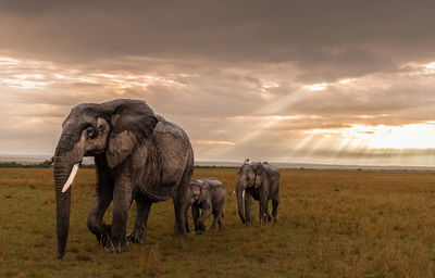 As the rains return to the the masai mara, giving this elephant family much needed  nourishment.